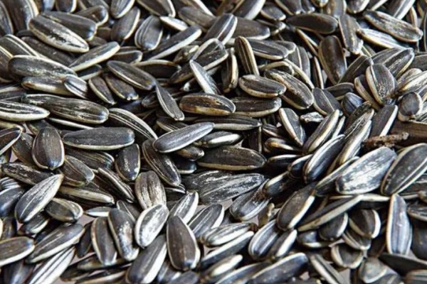 葵瓜子有哪幾種口味 葵瓜子什么地方最好 葵瓜子有哪幾種口味 葵瓜子什么地方最好