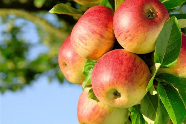 蘋果天天吃對身體好嗎 蘋果真的對皮膚好嗎 蘋果天天吃對身體好嗎 蘋果真的對皮膚好嗎