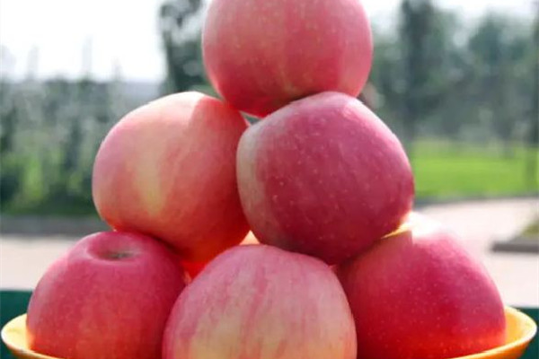 蘋果燉肉有什么功效 蘋果燉肉好吃嗎 蘋果燉肉有什么功效 蘋果燉肉好吃嗎