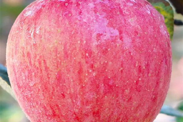 蘋果和什么榨汁好 蘋果可以和牛奶一起吃嗎 蘋果和什么榨汁好 蘋果可以和牛奶一起吃嗎