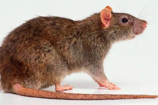 男子熟睡時疑被老鼠咬破頭 家中有老鼠如何驅趕 男子熟睡時疑被老鼠咬破頭 家中有老鼠如何驅趕