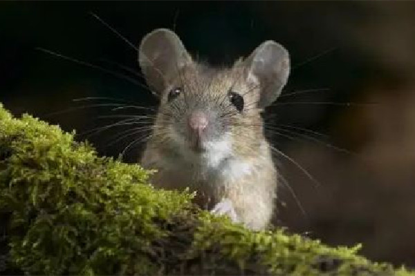 男子熟睡時疑被老鼠咬破頭 家中有老鼠如何驅趕 男子熟睡時疑被老鼠咬破頭 家中有老鼠如何驅趕