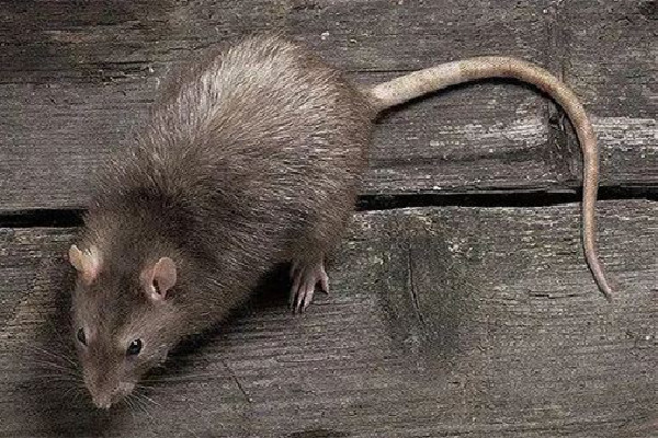 男子熟睡時疑被老鼠咬破頭 家中有老鼠如何驅趕 男子熟睡時疑被老鼠咬破頭 家中有老鼠如何驅趕