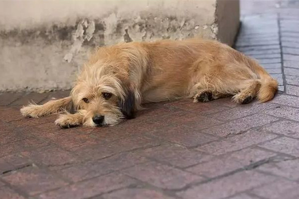 4人毒殺89只狗被拘涉案23萬余元 毒殺流浪狗違法嗎 4人毒殺89只狗被拘涉案23萬余元 毒殺流浪狗違法嗎