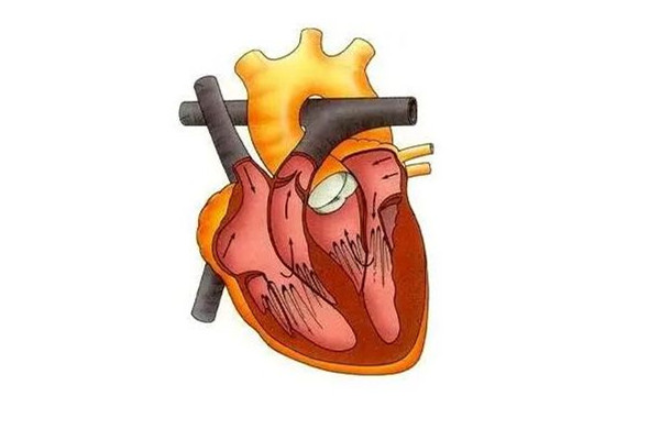 心肌炎是哪個部位疼 心肌炎疼痛會持續(xù)多久 心肌炎是哪個部位疼 心肌炎疼痛會持續(xù)多久