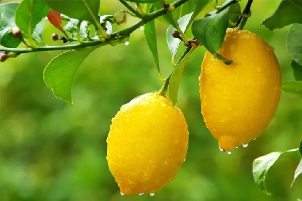 檸檬要用多少度的水沖 檸檬泡出來的水為什么是苦的 檸檬要用多少度的水沖 檸檬泡出來的水為什么是苦的