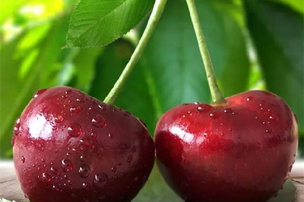 車厘子送人買幾j的 車厘子送人一般多少斤 車厘子送人買幾j的 車厘子送人一般多少斤