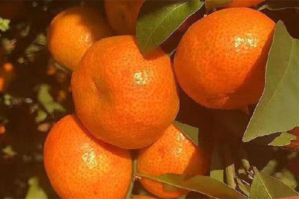 砂糖橘吃幾個比較好 砂糖橘不能和什么東西一起吃 砂糖橘吃幾個比較好 砂糖橘不能和什么東西一起吃