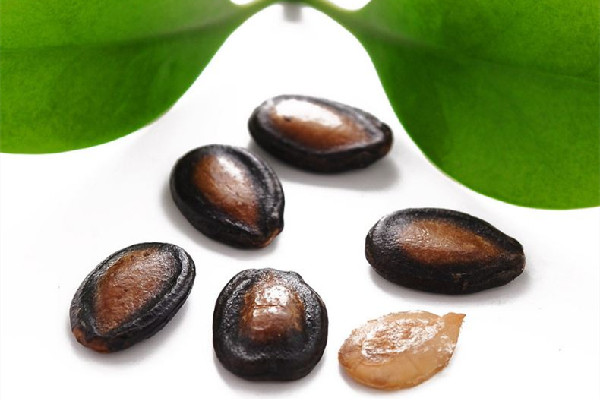 西瓜子熱量高嗎 西瓜子會發(fā)胖嗎 西瓜子熱量高嗎 西瓜子會發(fā)胖嗎