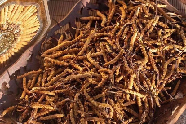 冬蟲夏草有養(yǎng)殖的嗎 冬蟲夏草人工和養(yǎng)殖的區(qū)別 冬蟲夏草有養(yǎng)殖的嗎 冬蟲夏草人工和養(yǎng)殖的區(qū)別