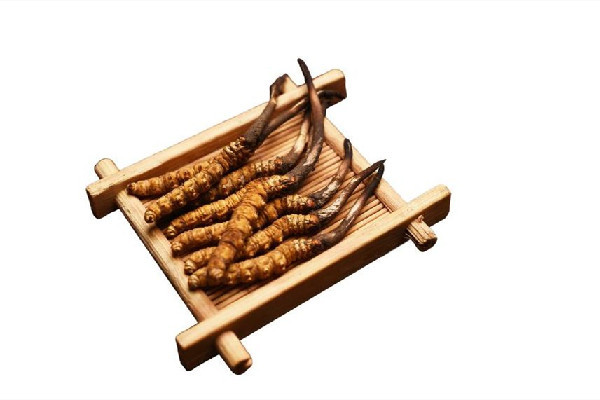 冬蟲夏草吃多久才能起到效果 冬蟲夏草可以天天泡水喝嗎 冬蟲夏草吃多久才能起到效果 冬蟲夏草可以天天泡水喝嗎