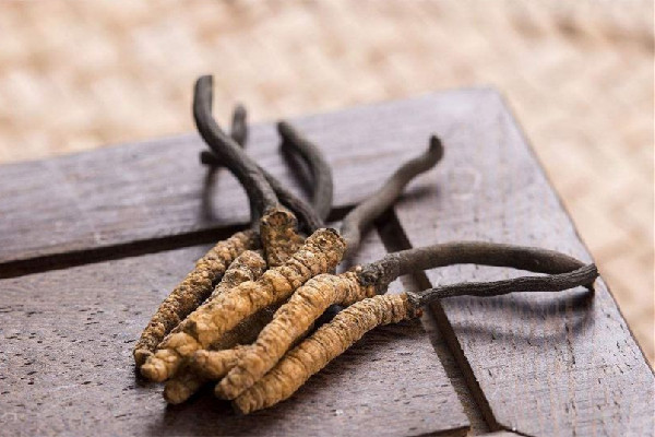 冬蟲夏草要燉多長(zhǎng)時(shí)間 冬蟲夏草燉什么最好 冬蟲夏草要燉多長(zhǎng)時(shí)間 冬蟲夏草燉什么最好