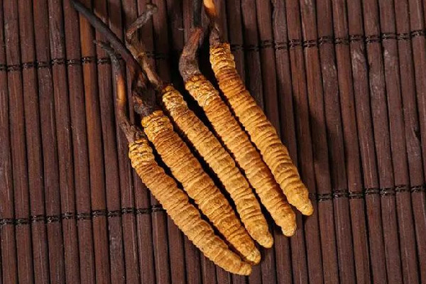 冬蟲夏草的吃法和用量 冬蟲夏草吃多了會怎樣