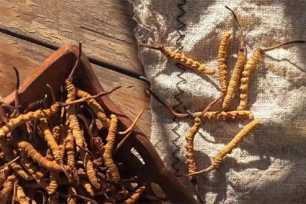 冬蟲(chóng)夏草的功效有哪些 冬蟲(chóng)夏草對(duì)心臟好嗎