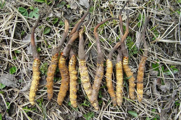 冬蟲夏草適合老人吃嗎 冬蟲夏草適合什么年齡段的人吃 冬蟲夏草適合老人吃嗎 冬蟲夏草適合什么年齡段的人吃