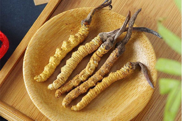 冬蟲夏草是植物還是蟲 冬蟲夏草是補(bǔ)品嗎 冬蟲夏草是植物還是蟲 冬蟲夏草是補(bǔ)品嗎