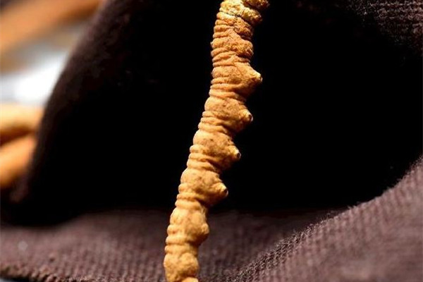 冬蟲夏草泡水是什么顏色 冬蟲夏草泡水喝的正確方法 冬蟲夏草泡水是什么顏色 冬蟲夏草泡水喝的正確方法