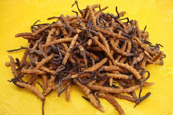 冬蟲夏草要燉多長(zhǎng)時(shí)間 冬蟲夏草燉什么最好 冬蟲夏草要燉多長(zhǎng)時(shí)間 冬蟲夏草燉什么最好