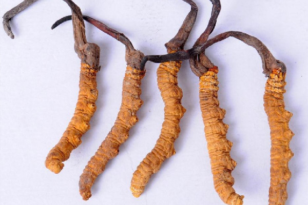 冬蟲夏草可以放多久 冬蟲夏草會(huì)發(fā)霉嗎 冬蟲夏草可以放多久 冬蟲夏草會(huì)發(fā)霉嗎