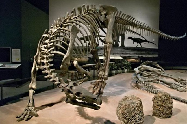 男子散步時意外發(fā)現(xiàn)恐龍蛋化石 恐龍化石是怎么形成的 男子散步時意外發(fā)現(xiàn)恐龍蛋化石 恐龍化石是怎么形成的