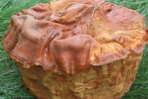 男子撿黑太歲養(yǎng)4年增重14斤8兩 黑太歲是靈芝嗎 男子撿黑太歲養(yǎng)4年增重14斤8兩 黑太歲是靈芝嗎