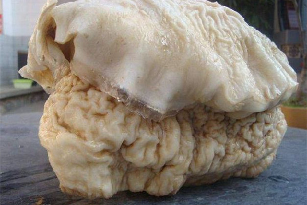 男子撿黑太歲養(yǎng)4年增重14斤8兩 黑太歲是靈芝嗎 男子撿黑太歲養(yǎng)4年增重14斤8兩 黑太歲是靈芝嗎