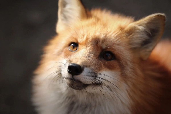 流浪小狐貍投奔看守所1年胖成球 狐貍會(huì)主動(dòng)攻擊人嗎 流浪小狐貍投奔看守所1年胖成球 狐貍會(huì)主動(dòng)攻擊人嗎