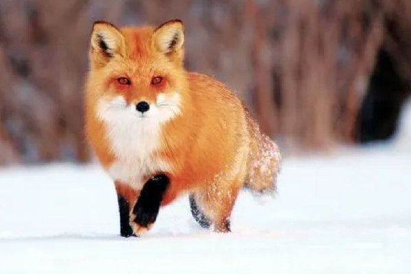 流浪小狐貍投奔看守所1年胖成球 狐貍會(huì)主動(dòng)攻擊人嗎 流浪小狐貍投奔看守所1年胖成球 狐貍會(huì)主動(dòng)攻擊人嗎