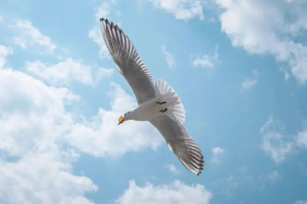 家長帶男孩抓海鷗硬生生塞進(jìn)罐子 海鷗是保護(hù)動(dòng)物嗎 家長帶男孩抓海鷗硬生生塞進(jìn)罐子 海鷗是保護(hù)動(dòng)物嗎