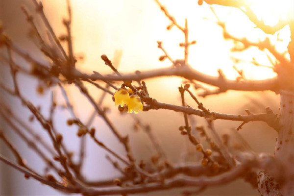 立春是六九頭一天嗎 立春適合結(jié)婚嗎 立春是六九頭一天嗎 立春適合結(jié)婚嗎