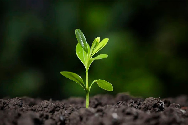 立春要注意哪些事項(xiàng) 立春可以請(qǐng)客吃飯嗎 立春要注意哪些事項(xiàng) 立春可以請(qǐng)客吃飯嗎