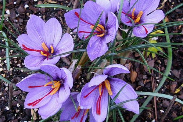 藏紅花是哪里產(chǎn)的 藏紅花買(mǎi)伊朗的好還是西藏的 藏紅花是哪里產(chǎn)的 藏紅花買(mǎi)伊朗的好還是西藏的