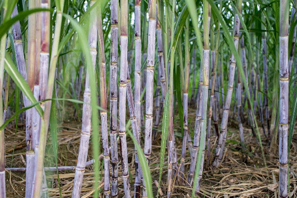 甘蔗怎么挑選比較甜 甘蔗買粗的還是細的 甘蔗怎么挑選比較甜 甘蔗買粗的還是細的