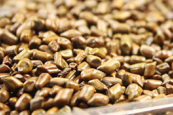 決明子會生蟲子嗎 決明子生蟲子了還能用嗎 決明子會生蟲子嗎 決明子生蟲子了還能用嗎