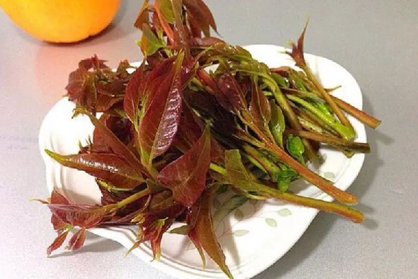 香椿不適合什么人群吃 香椿吃多少合適 香椿不適合什么人群吃 香椿吃多少合適