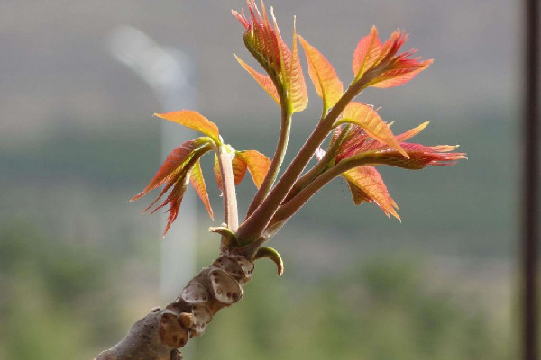 香椿多少錢一斤2023 香椿買回來怎么處理 香椿多少錢一斤2023 香椿買回來怎么處理