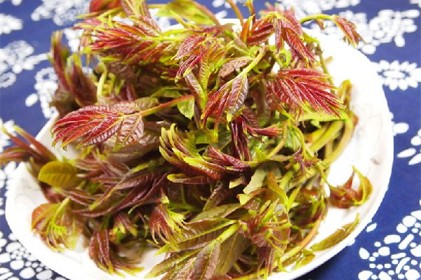 香椿是吃葉子還是桿子 香椿吃多了會怎樣 香椿是吃葉子還是桿子 香椿吃多了會怎樣