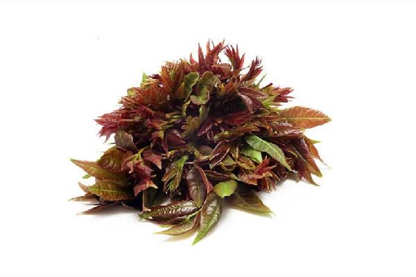 香椿可以放幾天 香椿可以放冰箱保鮮嗎 香椿可以放幾天 香椿可以放冰箱保鮮嗎