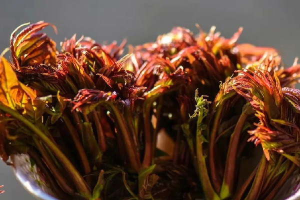 香椿要燙多久 香椿燙過發(fā)苦是什么原因 香椿要燙多久 香椿燙過發(fā)苦是什么原因