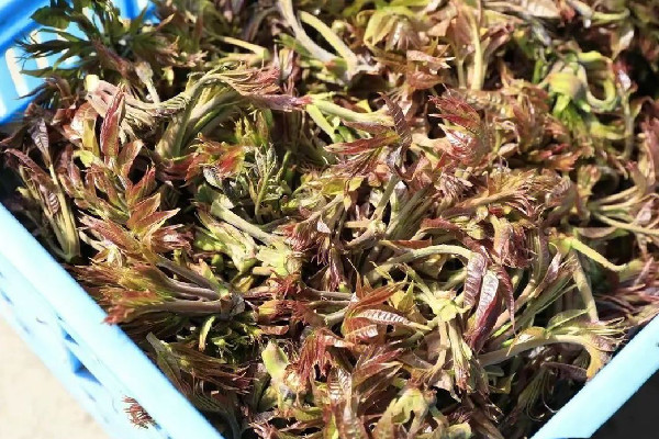 香椿要燙多久 香椿燙過發(fā)苦是什么原因 香椿要燙多久 香椿燙過發(fā)苦是什么原因