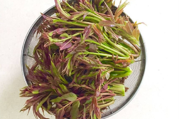 香椿是吃葉子還是桿子 香椿吃多了會怎樣 香椿是吃葉子還是桿子 香椿吃多了會怎樣