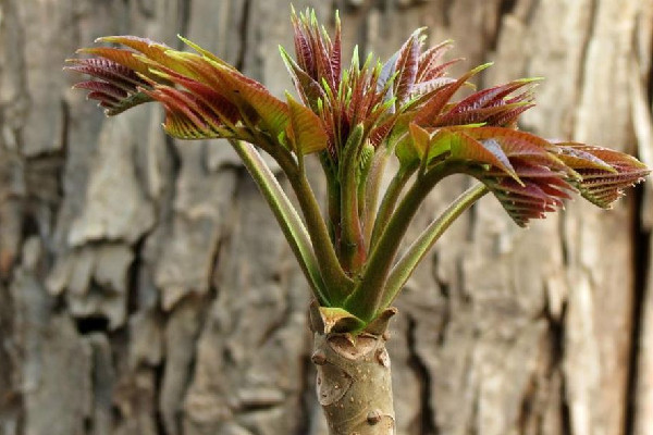 香椿可以放幾天 香椿可以放冰箱保鮮嗎 香椿可以放幾天 香椿可以放冰箱保鮮嗎
