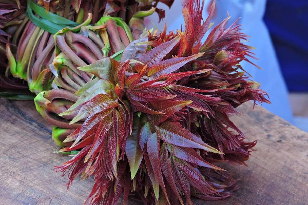 香椿是什么季節(jié)的菜 香椿一般什么時候有 香椿是什么季節(jié)的菜 香椿一般什么時候有