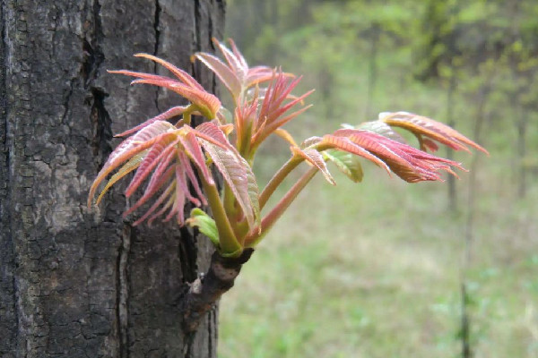 香椿多少錢一斤2023 香椿買回來怎么處理 香椿多少錢一斤2023 香椿買回來怎么處理