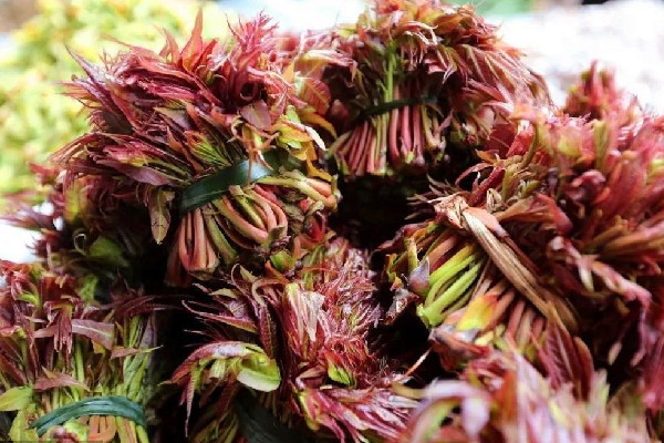 香椿是吃葉子還是桿子 香椿吃多了會怎樣 香椿是吃葉子還是桿子 香椿吃多了會怎樣