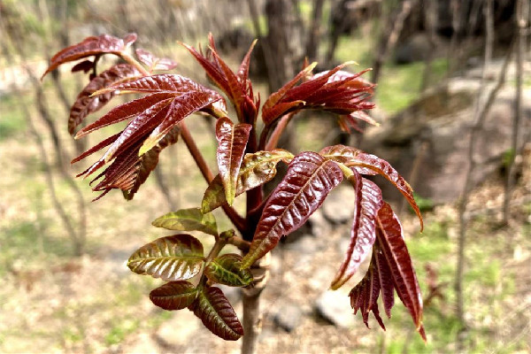 香椿多少錢一斤2023 香椿買回來怎么處理 香椿多少錢一斤2023 香椿買回來怎么處理