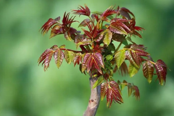 “春芽刺客”每斤138元?種植戶發(fā)聲 香椿芽為什么那么貴 “春芽刺客”每斤138元?種植戶發(fā)聲 香椿芽為什么那么貴