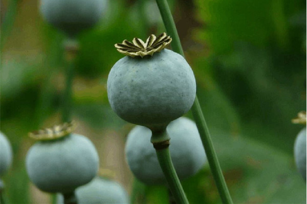 女子宿舍吃火鍋放罌粟提味被罰 罌粟和草果的區(qū)別 女子宿舍吃火鍋放罌粟提味被罰 罌粟和草果的區(qū)別