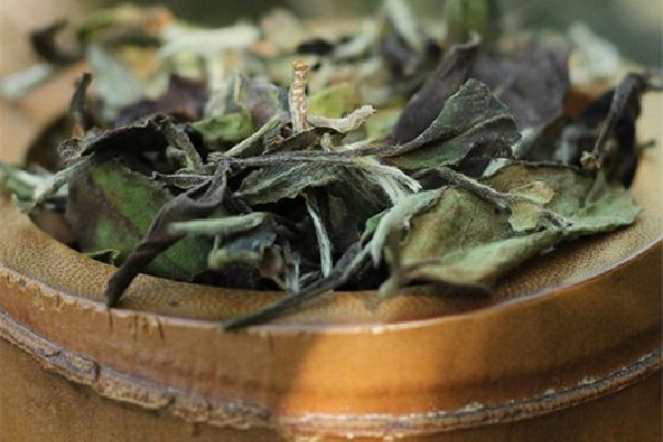 白牡丹茶是喝新的還是陳的 白牡丹茶是不是越老越好 白牡丹茶是喝新的還是陳的 白牡丹茶是不是越老越好