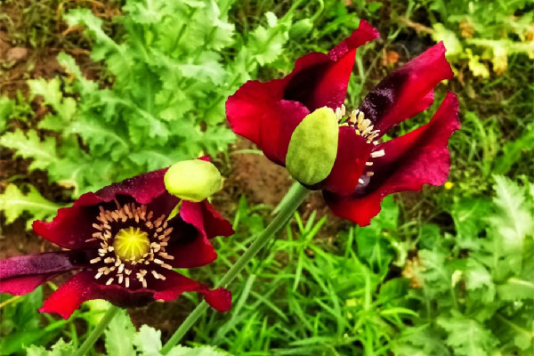 女子宿舍吃火鍋放罌粟提味被罰 罌粟和草果的區(qū)別 女子宿舍吃火鍋放罌粟提味被罰 罌粟和草果的區(qū)別